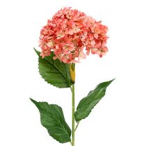 Hortensia vaaleanpunainen 80cm 1kpl
