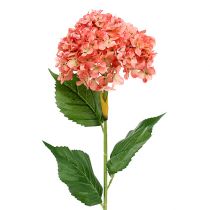 kohteita Hortensia pinkki 80cm 1kpl