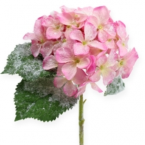 Hortensia pinkki lumiefektillä 25cm
