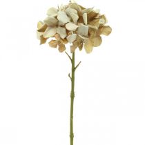 Hortensia tekokukka ruskea, valkoinen syyskoriste silkkikukka H32cm