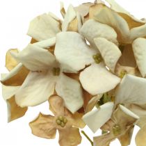 Hortensia tekokukka ruskea, valkoinen syyskoriste silkkikukka H32cm