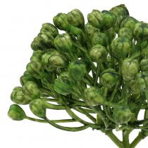 kohteita Hortensian silmupoikki 22cm vihreä 12 kpl