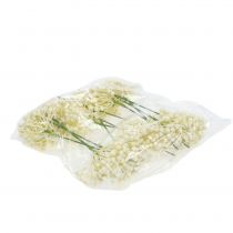 kohteita Hortensia silmupoimi 22cm kerma 12kpl