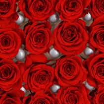 kohteita Infinity Roses -oikeita kukkia, miniruusunpäät, punaiset, Ø3cm, 16 kpl
