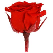 kohteita Infinity Roses -oikeita kukkia, miniruusunpäät, punaiset, Ø3cm, 16 kpl