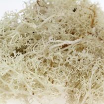 kohteita Moss Islannin sammal valkaistu 400g