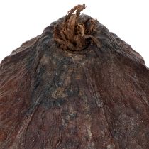 kohteita Kaakaopavut, luonnonmukaiset, 10-18 cm, 15 kpl