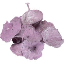 kohteita Kalix-sienet violetit, valkopestyt 100 kpl