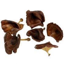 kohteita Kalix Mushroom Natural Lakattu 100 kpl
