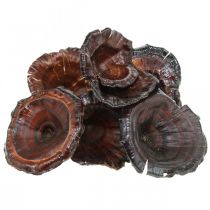 Kalix Mushroom Natural Lakkatut Kuivatut sienet Deco Large 50kpl