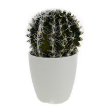 Kaktus ruukussa vihreä 14cm