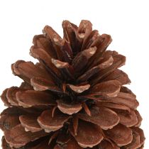 kohteita Käpyjä Pinus Maritima merikäpyjä koriste 12-13cm 3 kpl