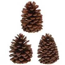 kohteita Käpyjä Pinus Maritima merihenkiset käpykoristeet 12-13 cm 3 kpl