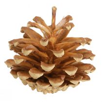 kohteita Käpyjä mänty Pinus sylvestris H3–5cm 1kg