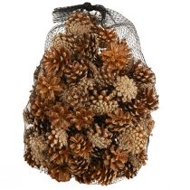 kohteita Männynkävyt Metsämänty Pinus sylvestris K3–5cm 1kg
