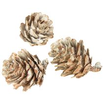 kohteita Valkaistut kävyt, pienten käpyjen koriste verkossa, 2,5-3,5 cm, 500 g