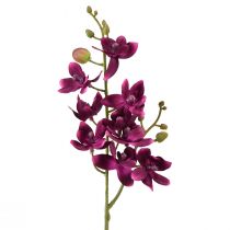 kohteita Pieni orkidea Phalaenopsis tekokukka tumman violetti 30cm
