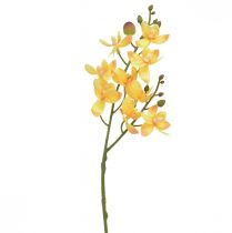 Pieni orkidea Phalaenopsis tekokeltainen 30cm