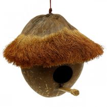 Kookospähkinä pesälaatikkona, linnunpönttö ripustettavaksi, kookospähkinä koriste Ø16cm L46cm