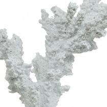 Merikoristelu korallinvalkoinen keinotekoinen koristeteline 11×12cm