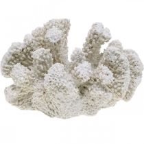 Merikoristelu korallinvalkoinen keinopolyresiini pieni 13,5x12 cm