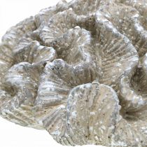 Merikoriste koralli beige valkoinen keinotekoinen polyresiini 23x20cm