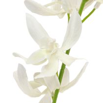 kohteita Keinotekoinen orkideaoksa Cream White Flowers L90cm 2kpl