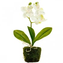 Keinotekoiset orkideat Valkoinen tekokukkaorkidea 20cm