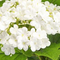kohteita Tekokukat Lumipallo Viburnum Tekovalkoinen 60cm 4 kpl