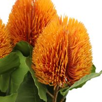 Tekokukat, Banksia, Proteaceae Oranssi L58cm K6cm 3kpl