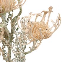 Tekokukat, Neulatyynykukka, Leucospermum, Proteaceae Pesty valkoinen L58cm 3kpl