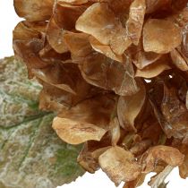 Keinotekoinen hortensia kuivunut Drylook syksyn koristelu L33cm
