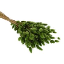 kohteita Kuivattu Lagurus (jäniksenhäntäheinä) 65-70 cm 75 g