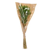 kohteita Kuivattu Lagurus (jäniksenhäntäheinä) 65-70 cm 75 g