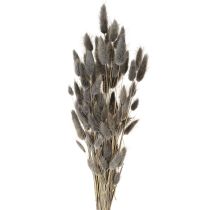 kohteita Lagurus kuivattu jänispyrstö harmaa 45-55cm 50g