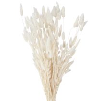 kohteita Kuivatut kukat Lagurus Natural – Fluffy Rabbit Tail Grass kermanvalkoisena 55-70cm 100g