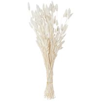 kohteita Kuivatut kukat Lagurus Natural – Fluffy Rabbit Tail Grass kermanvalkoisena 55-70cm 100g