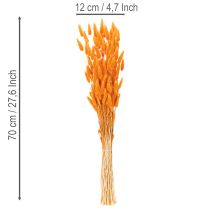 kohteita Lagurus-nippu samettiheinää, kuivattu, 70 cm, 100 g