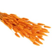 kohteita Lagurus-nippu samettiheinää, kuivattu, 70 cm, 100 g