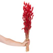 kohteita Kuivattu Lagurus-nippu, kuivakukkakoriste, 70 cm, 100 g