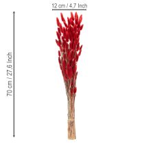 kohteita Kuivattu Lagurus-nippu, kuivakukkakoriste, 70 cm, 100 g