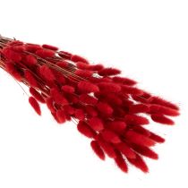 kohteita Kuivattu Lagurus-nippu, kuivakukkakoriste, 70 cm, 100 g