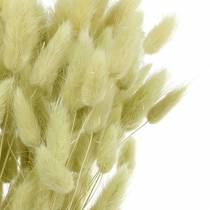 Velvet Grass Lagurus vaaleanvihreä 100g kuivaa ruohoa