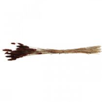 kohteita Kuiva kukkakauppa, koristeruoho, Lagurus Brown L35-50cm 25g