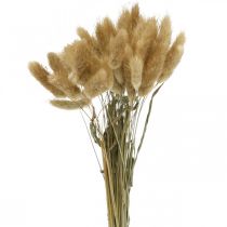 Lagurus ovatus, Pennisetum Grass, Velvet Grass Natural Vaaleanruskea L40-50cm 30g