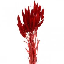 Koristeruohonpunainen, lagurus, samettiruoho, kuiva kukkakauppa L30-50cm 20g