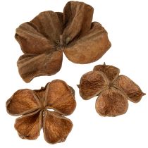 kohteita Landlotus Nature 50 kpl