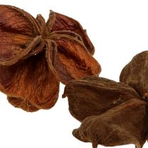 Land lotus natural 50 kpl