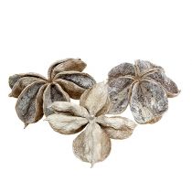 kohteita Landlotus valkoinen pesty 6-12cm 50 kpl