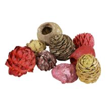 Leucadendron käpyjä Bellgum Green Red Yellow Frosted 300g